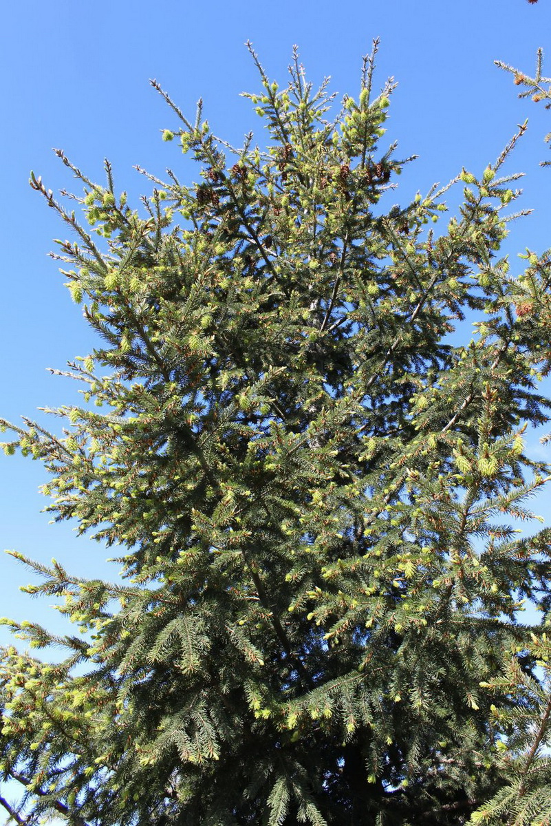 Изображение особи Pseudotsuga menziesii.