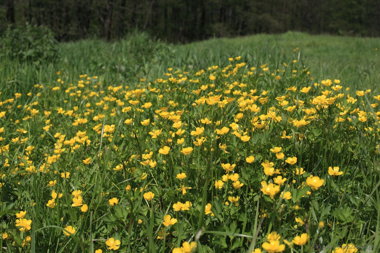 Image of Ranunculus repens specimen.