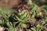 Sempervivum ruthenicum. Вегетирующее растение. Крым, Севастополь, балка Бермана, обочина грунтовой дороги. 05.06.2020.