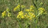 Senecio schwetzowii