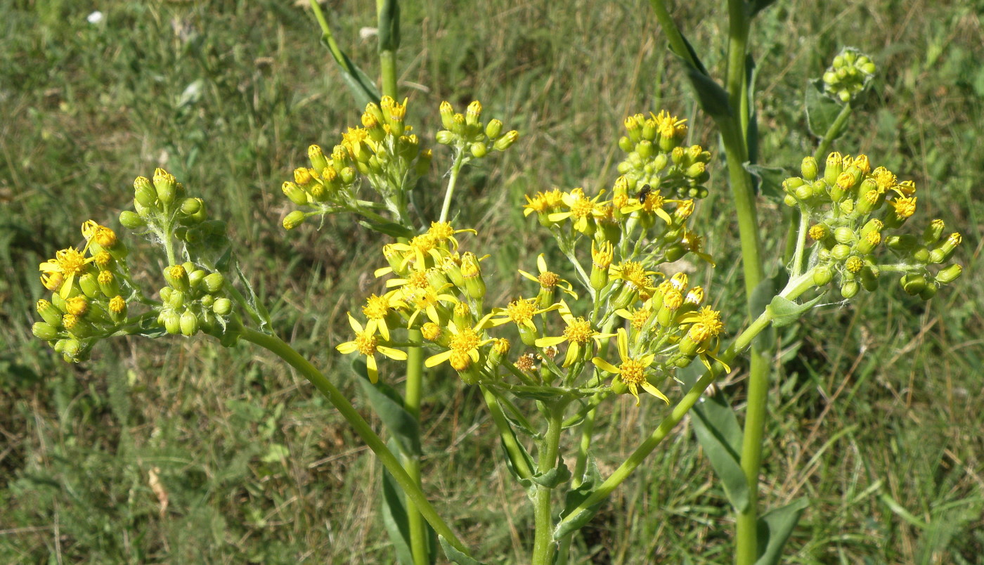 Изображение особи Senecio schwetzowii.