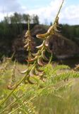 Astragalus falcatus