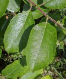 Salix caprea. Листья. Пермский край, г. Пермь, Ленинский р-н, городская эспланада, сквер, в озеленении. 06.07.2020.