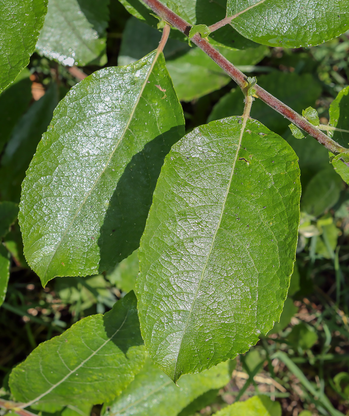 Image of Salix caprea specimen.