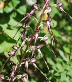 Himantoglossum caprinum. Часть соцветия. Крым, Бахчисарайский р-н, Качинский каньон, окр. с. Баштановка, долина р. Кача, обочина дороги вдоль широколиственного леса, придорожные кусты. 29.06.2020.