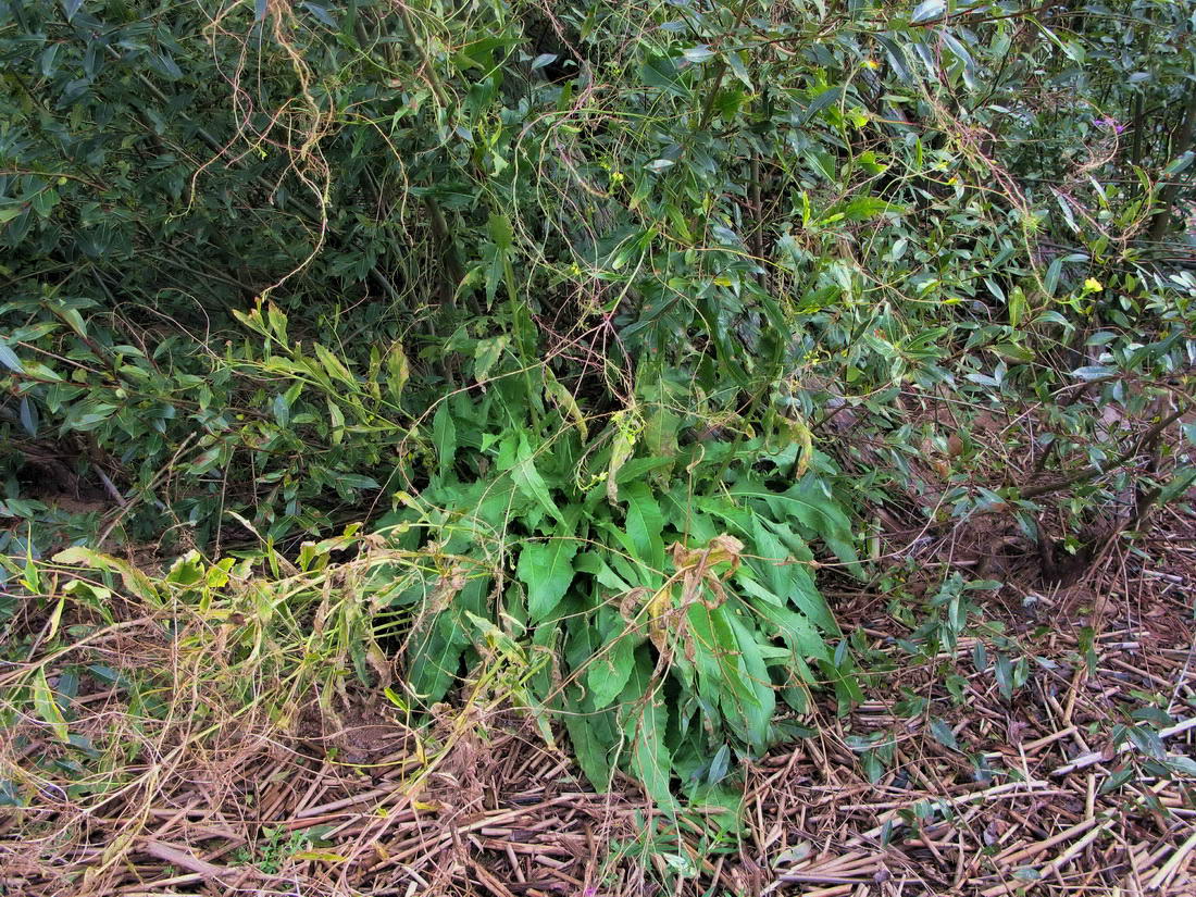 Image of Bunias orientalis specimen.