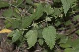 род Urtica. Часть побега цветущего растения. Крым, Бахчисарайский р-н, окр. с. Речное, берег р. Кача, в тени. 11.08.2020.