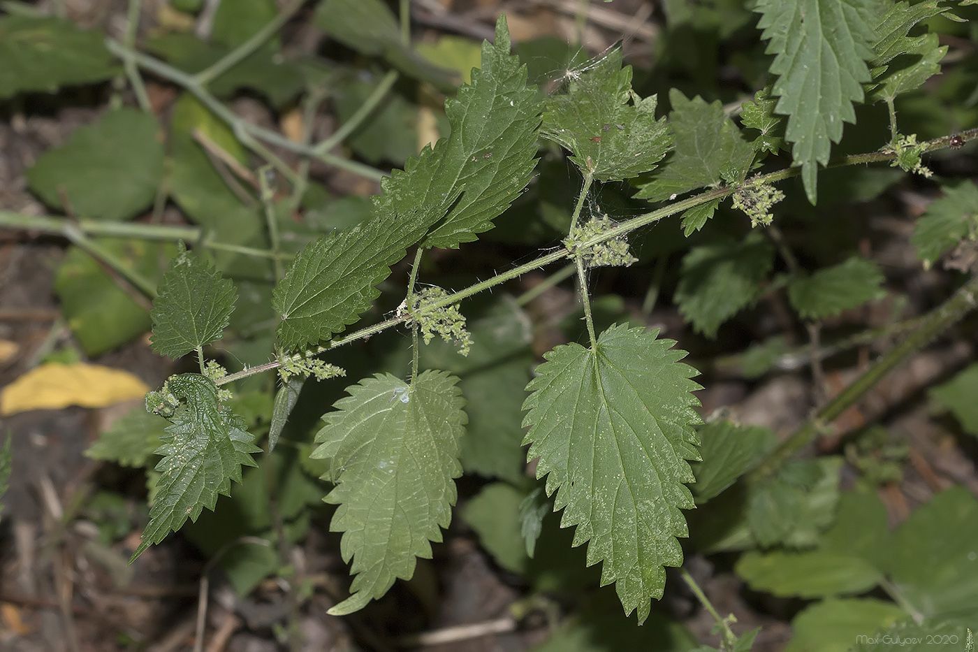 Изображение особи род Urtica.