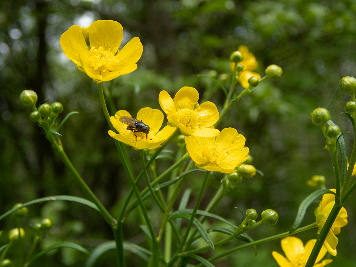 Изображение особи Ranunculus acris.