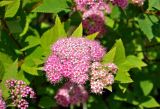Spiraea japonica. Соцветие и верхушки листьев. Московская обл., г. Железнодорожный, в культуре. 26.06.2020.