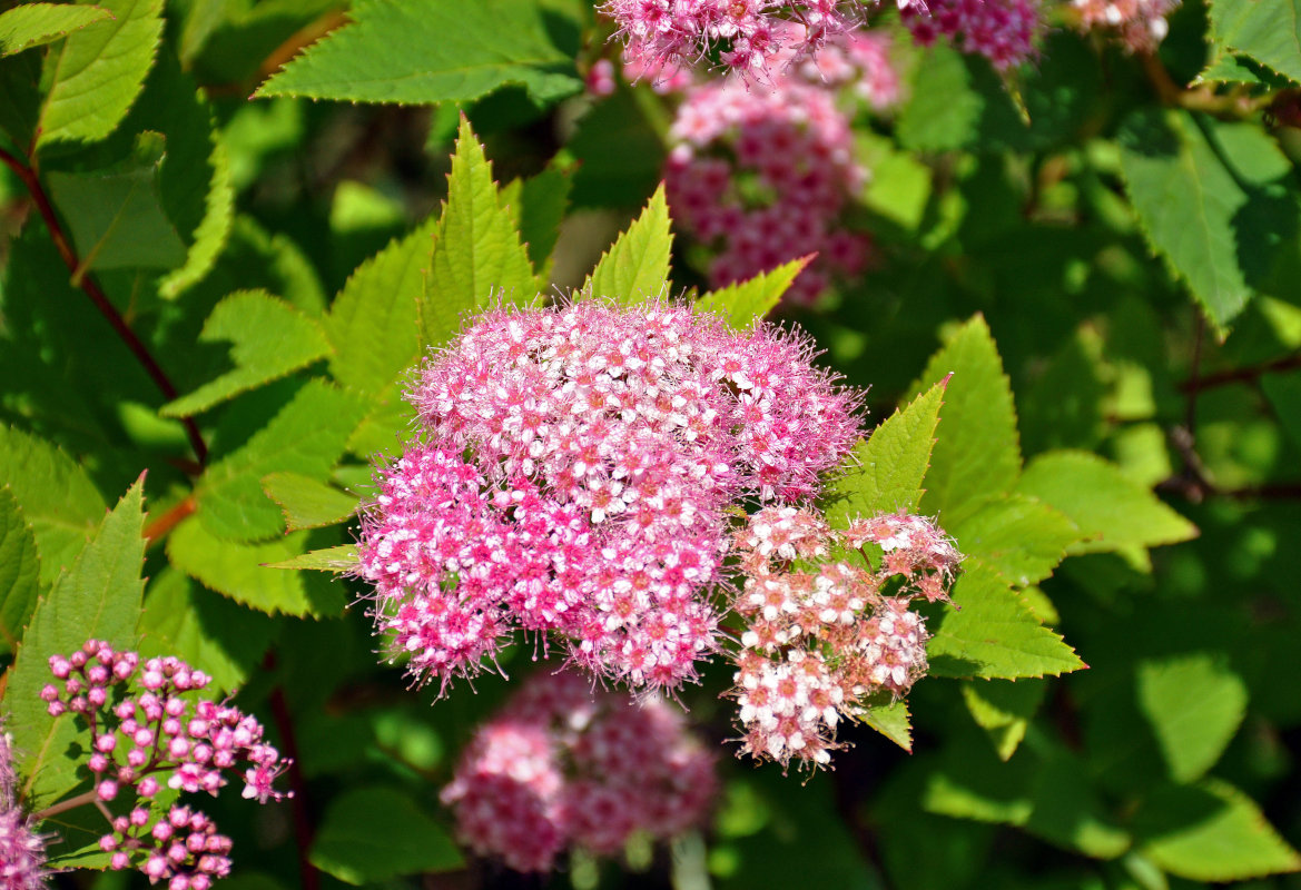 Изображение особи Spiraea japonica.