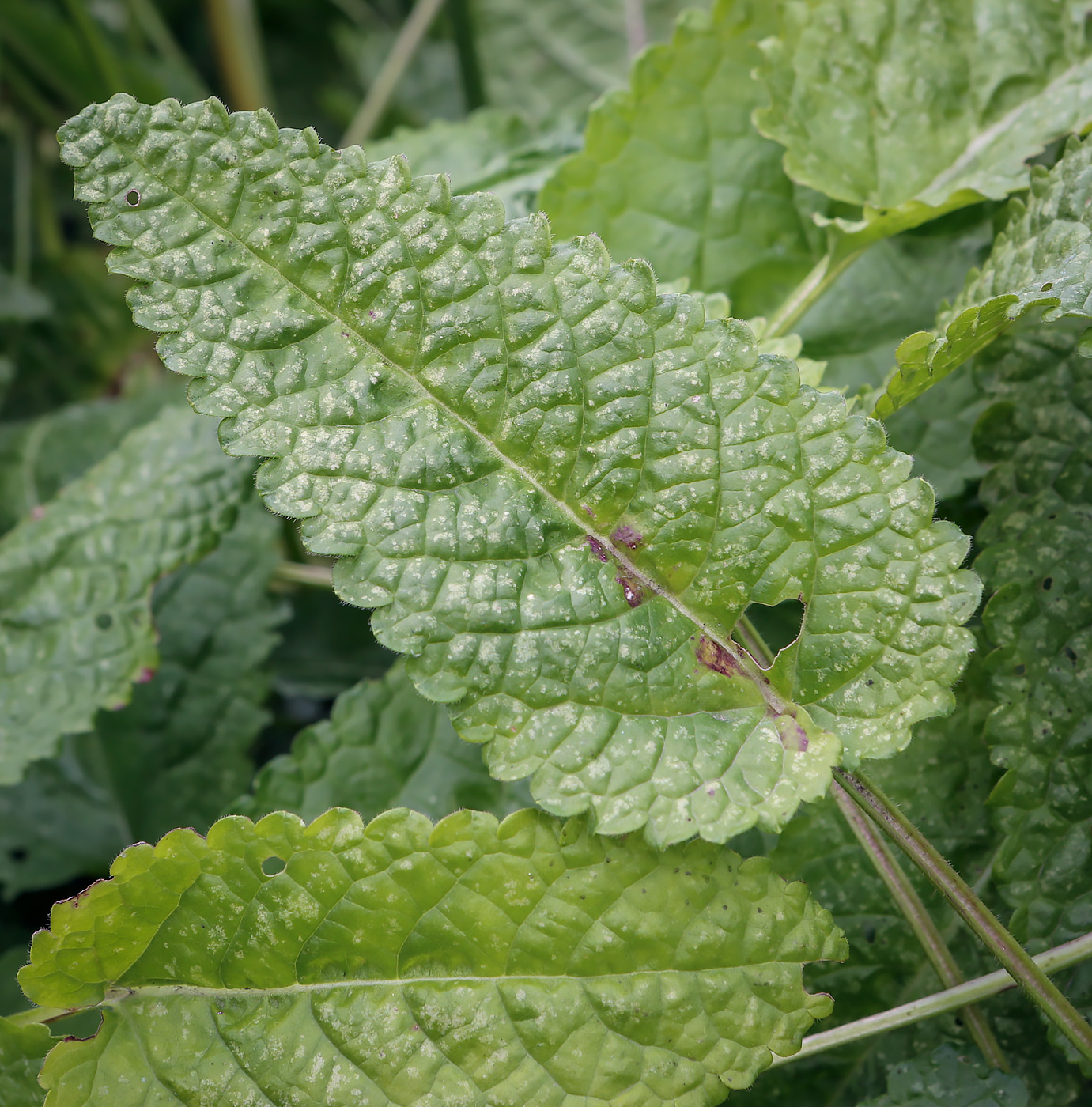 Изображение особи Betonica officinalis.