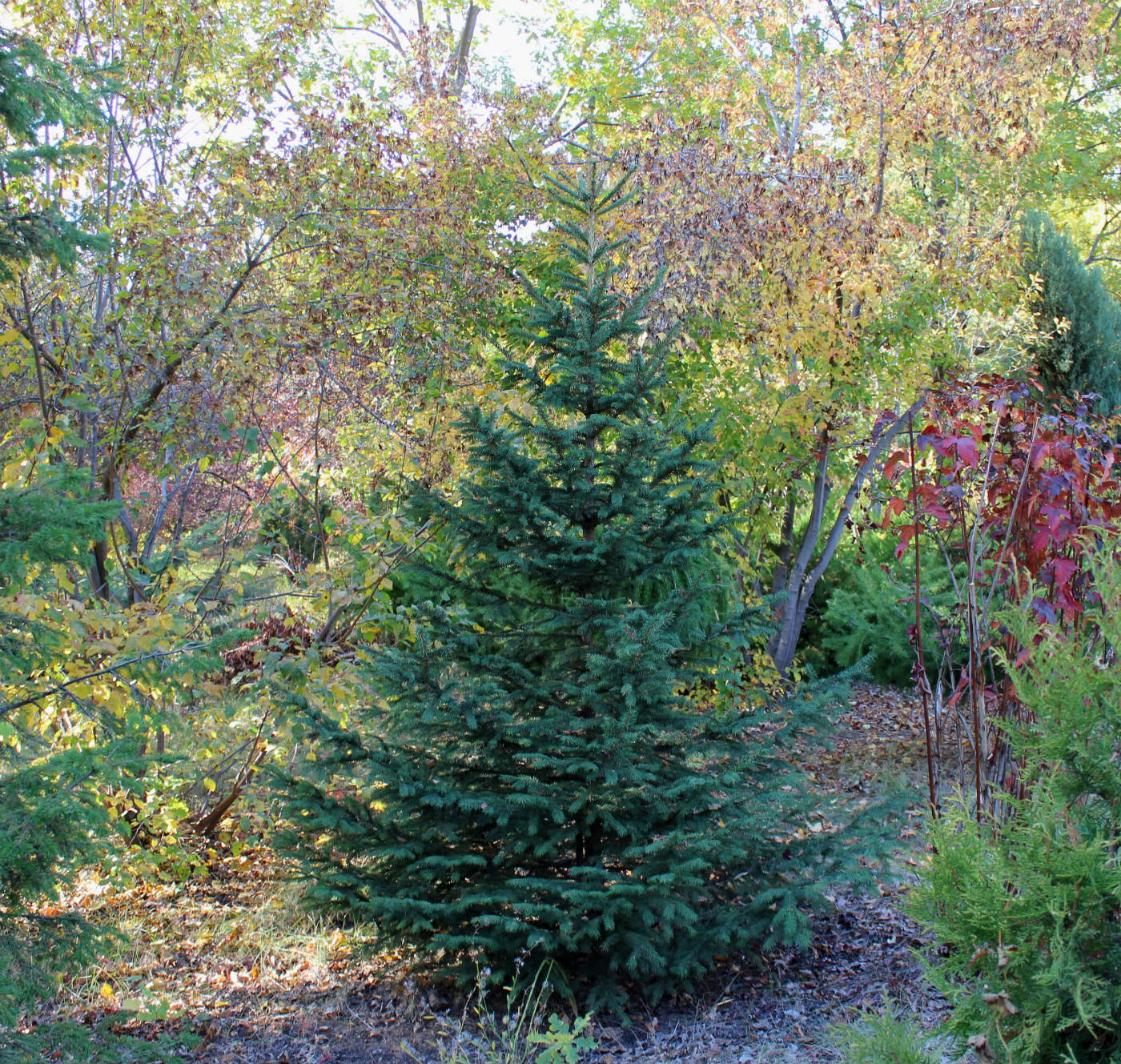 Image of Picea retroflexa specimen.