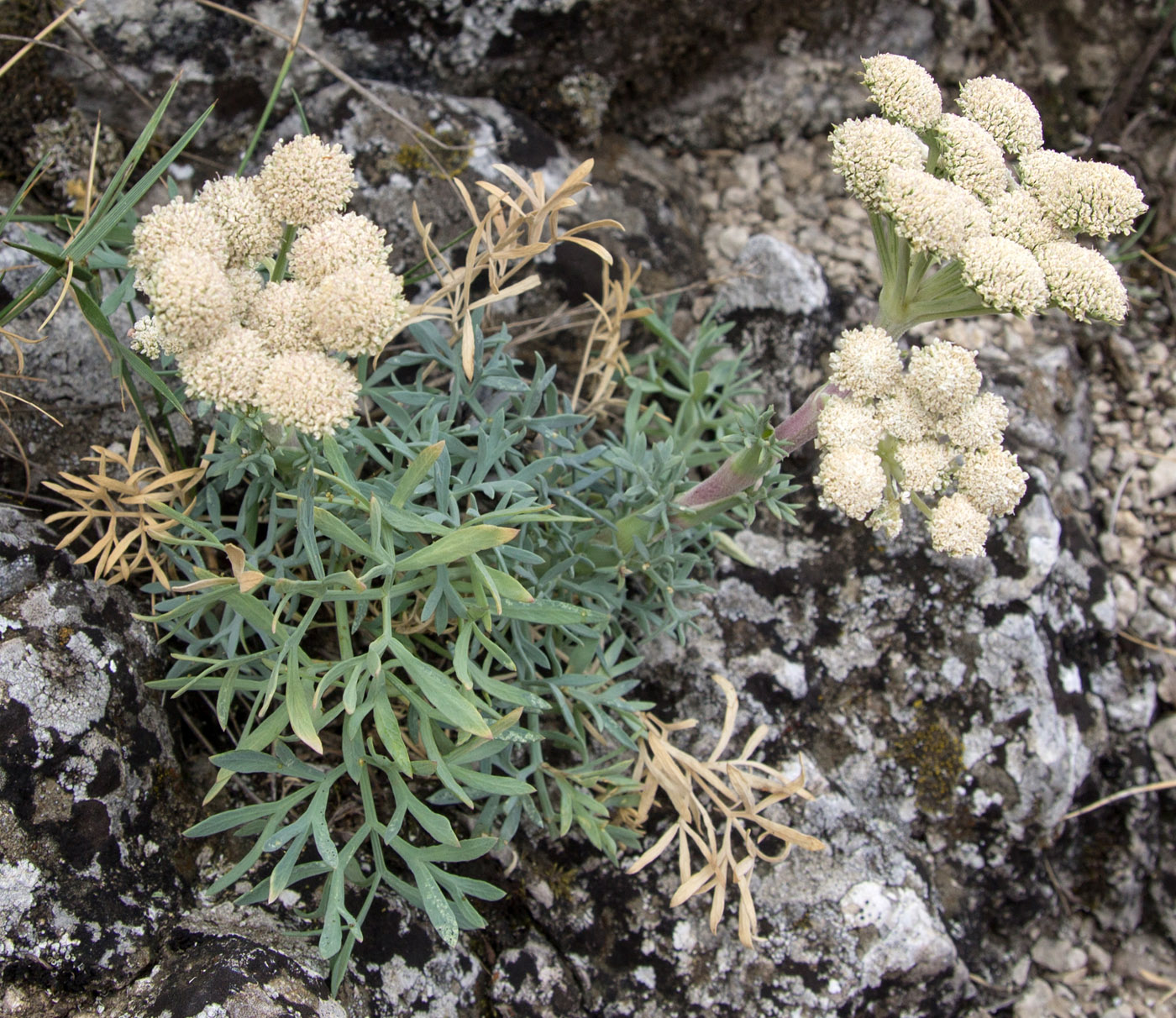 Image of Seseli gummiferum specimen.