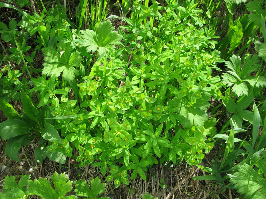 Image of Euphorbia ambukensis specimen.