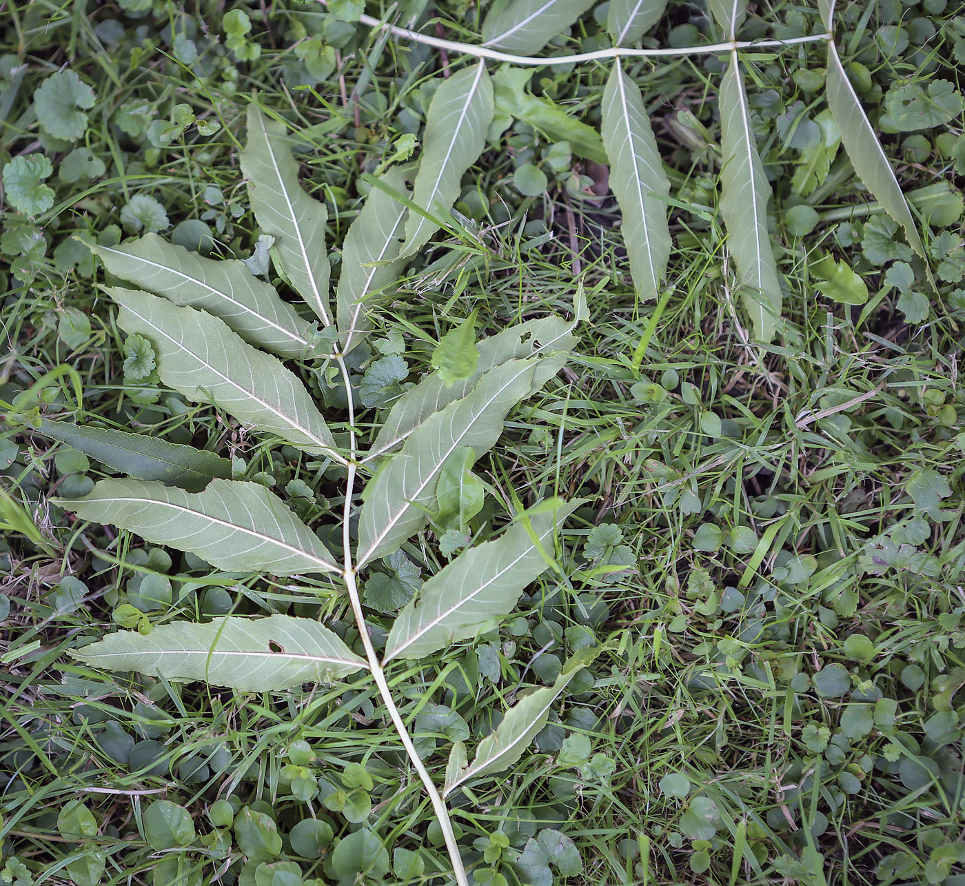 Изображение особи Fraxinus excelsior.