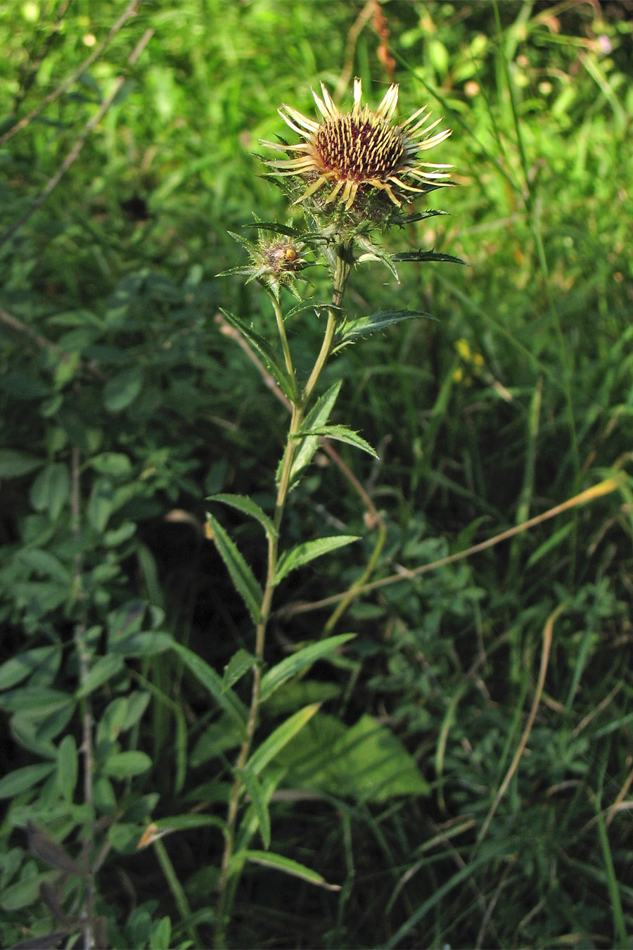 Изображение особи Carlina intermedia.