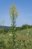 Verbascum lychnitis