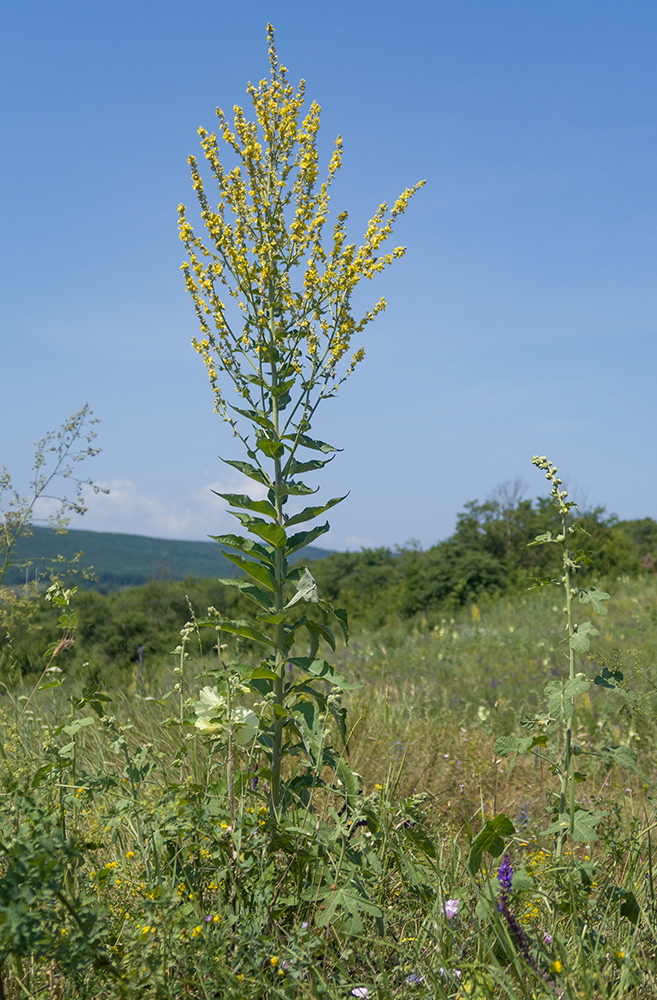 Image of Verbascum lychnitis specimen.