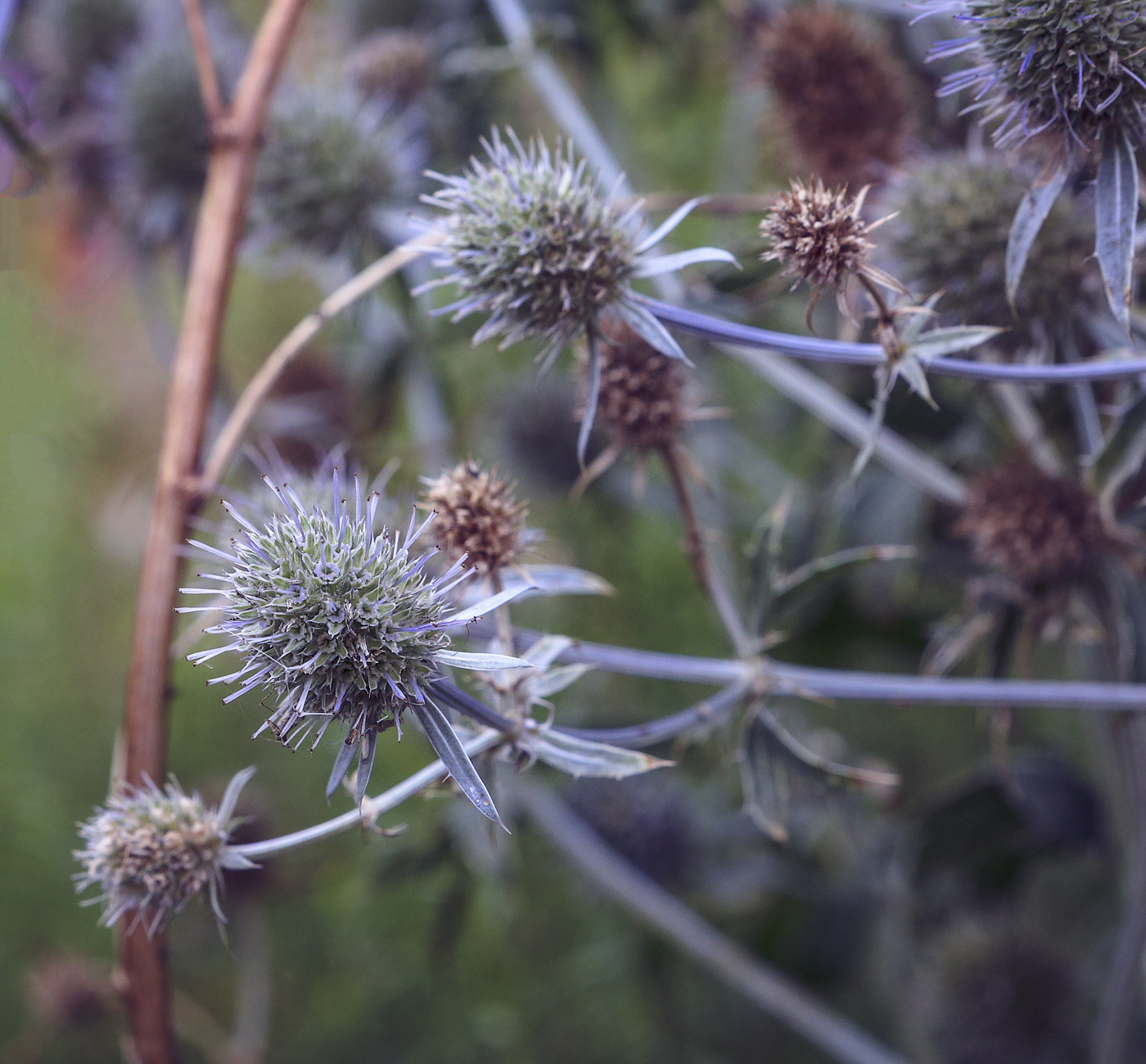 Изображение особи Eryngium planum.