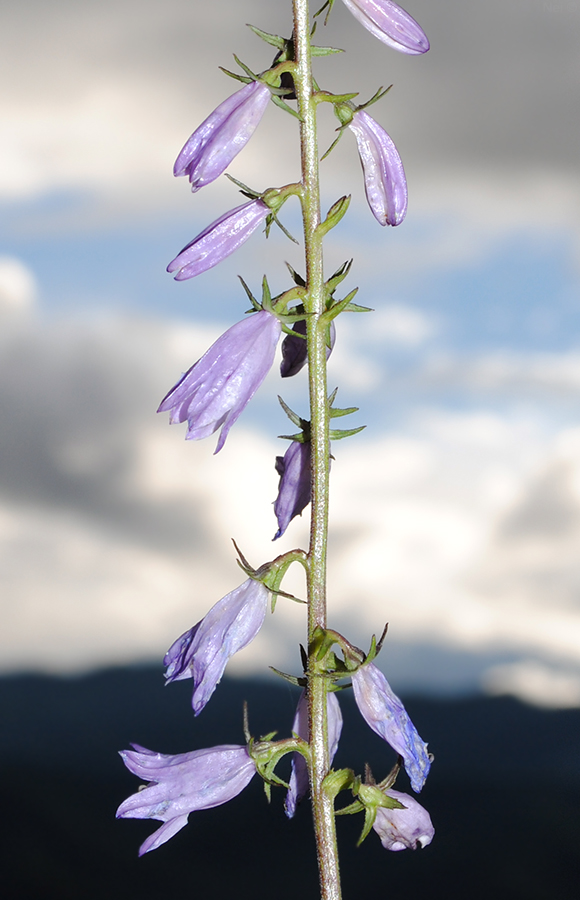 Изображение особи Campanula bononiensis.