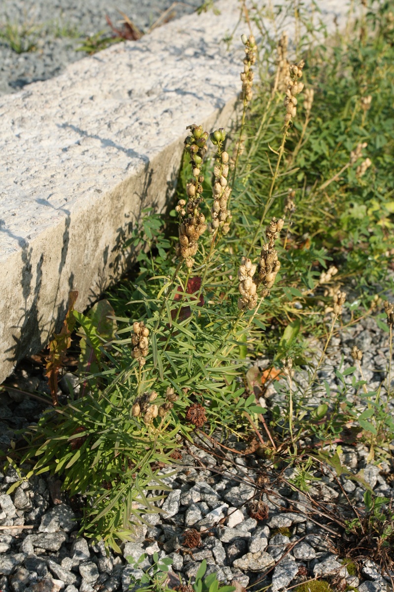 Изображение особи Linaria vulgaris.