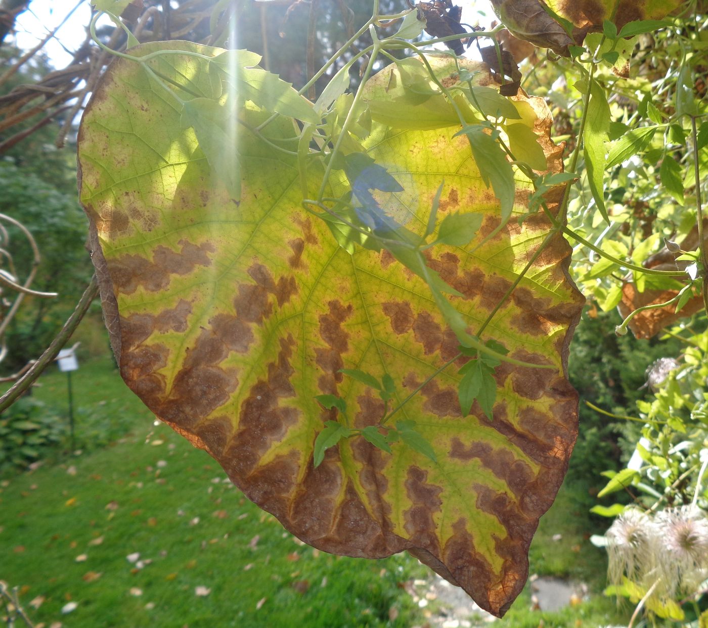 Изображение особи Aristolochia macrophylla.