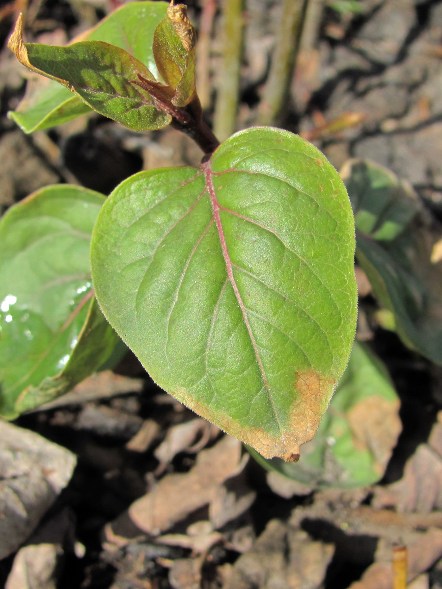 Image of Syringa vulgaris specimen.