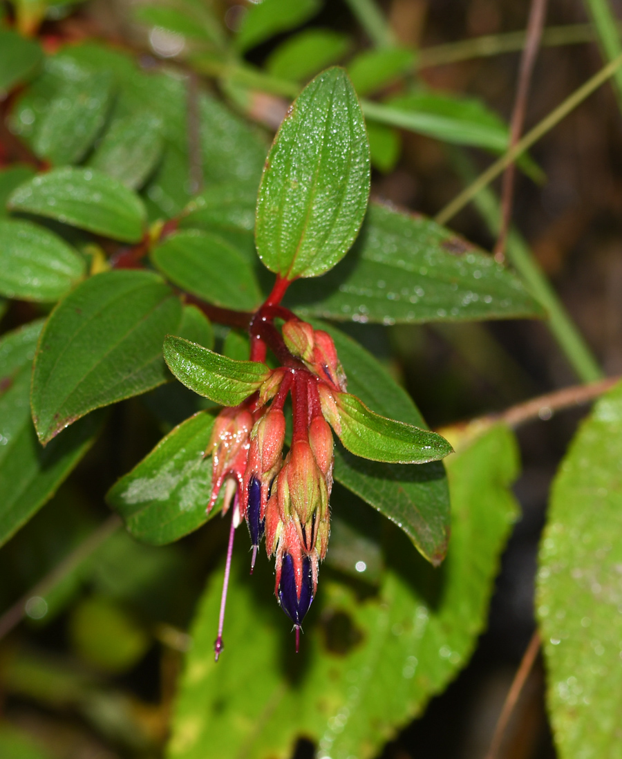 Image of Brachyotum quinquenerve specimen.