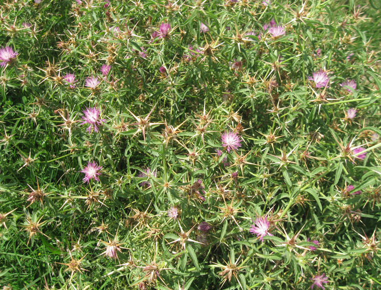 Изображение особи Centaurea calcitrapa.