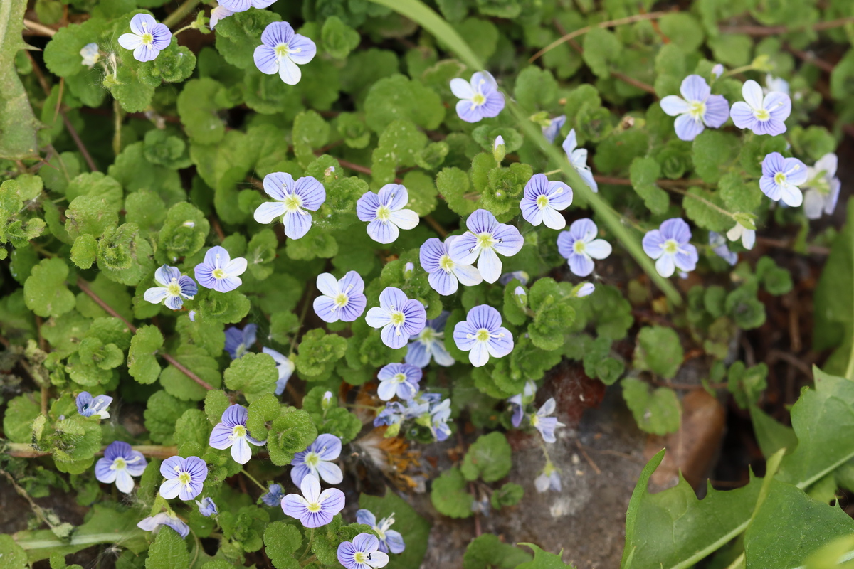 Image of Veronica filiformis specimen.