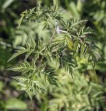 Anthriscus sylvestris