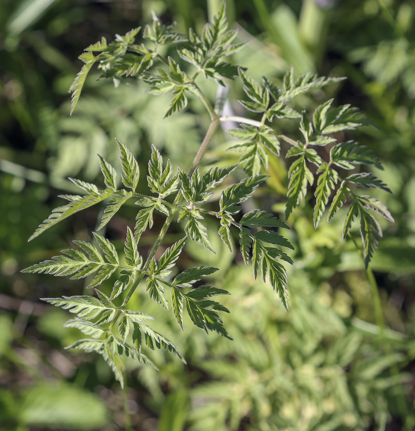 Изображение особи Anthriscus sylvestris.