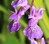 Ponerorchis chusua