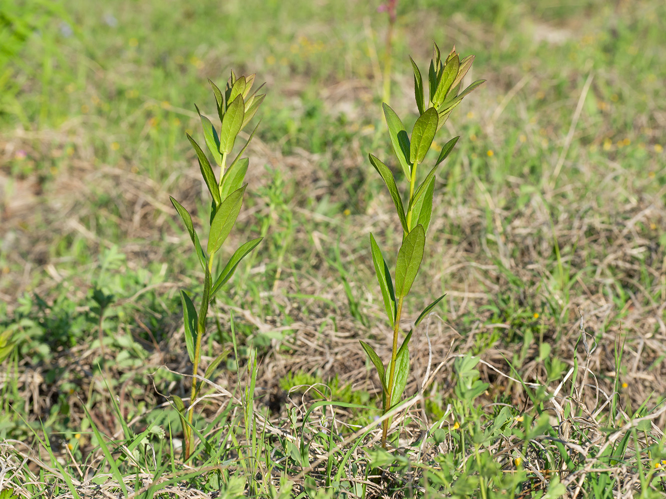 Изображение особи Inula aspera.