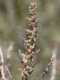 Suaeda microphylla. Верхушка веточки цветущего растения. Узбекистан, Навоийская обл., Центральный Кызылкум, останцовые горы Тамдытау, около 650 м н.у.м., подножие каменистого склона. 15.05.2021.