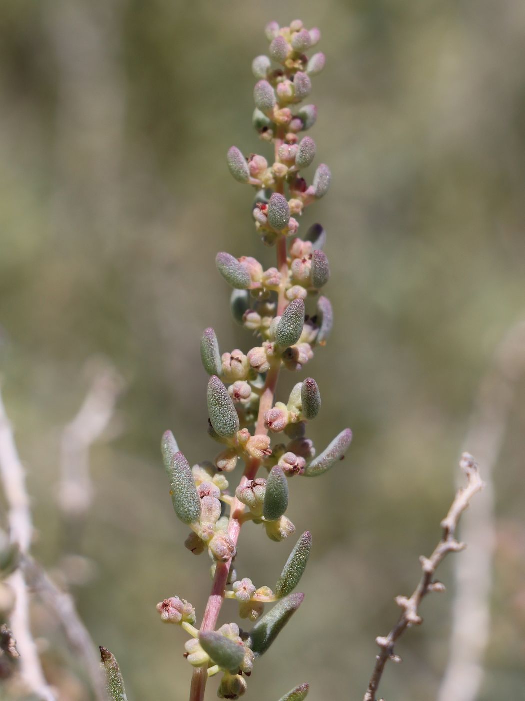 Image of Suaeda microphylla specimen.