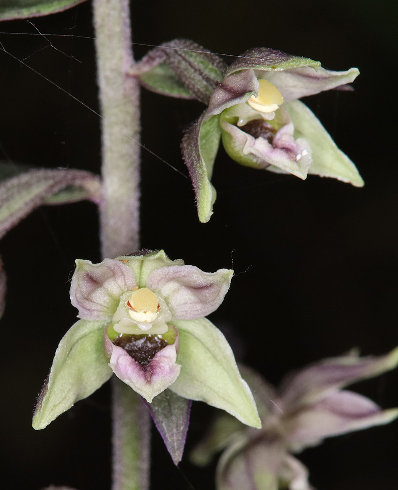 Изображение особи Epipactis condensata.