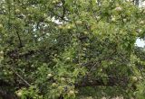 Malus orientalis