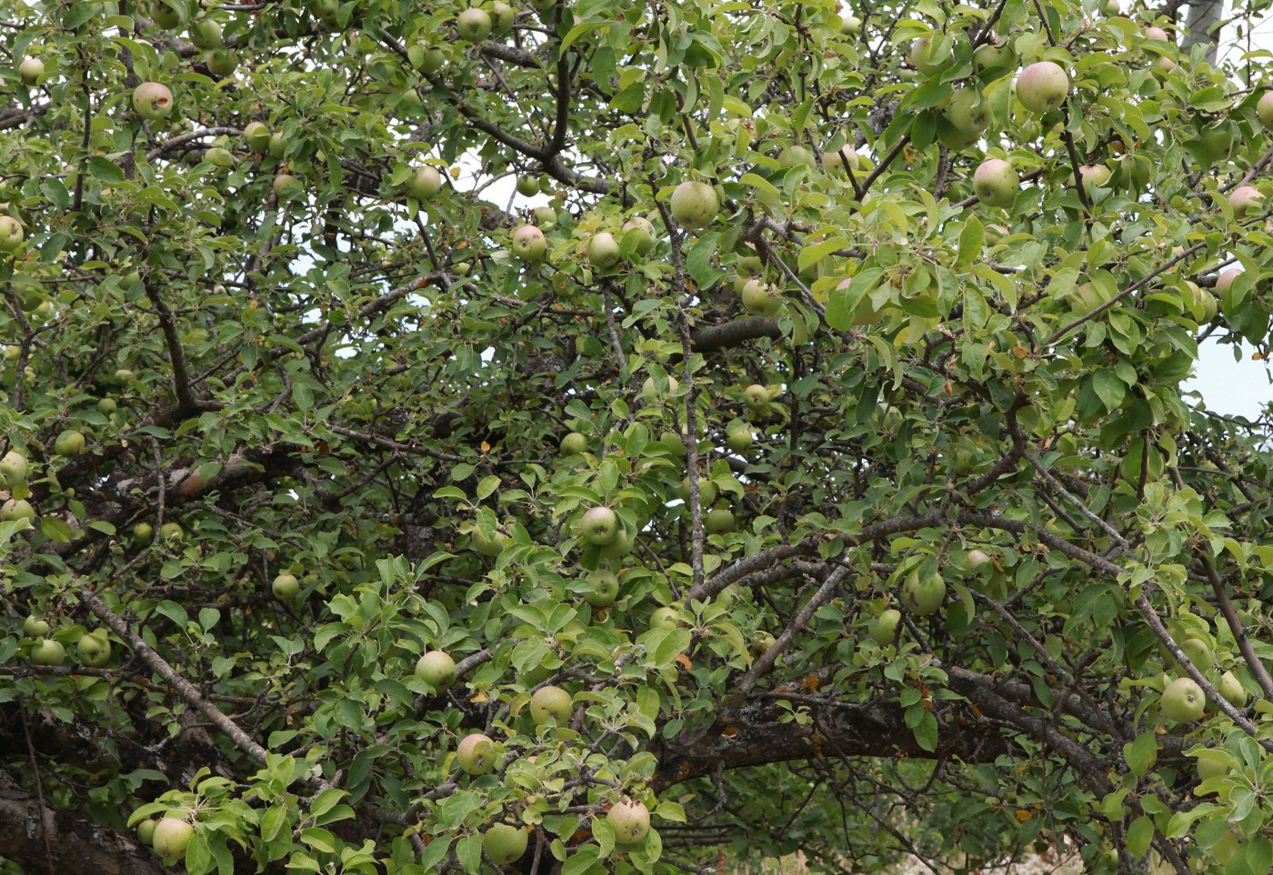 Изображение особи Malus orientalis.