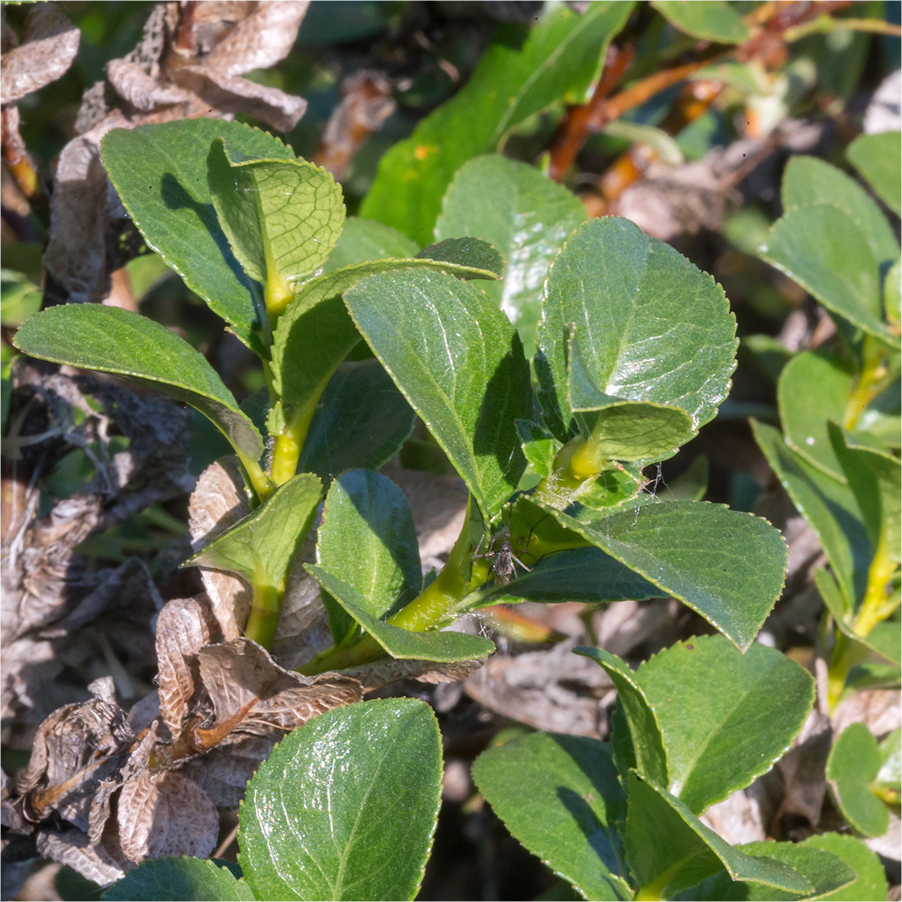 Image of Salix myrsinites specimen.