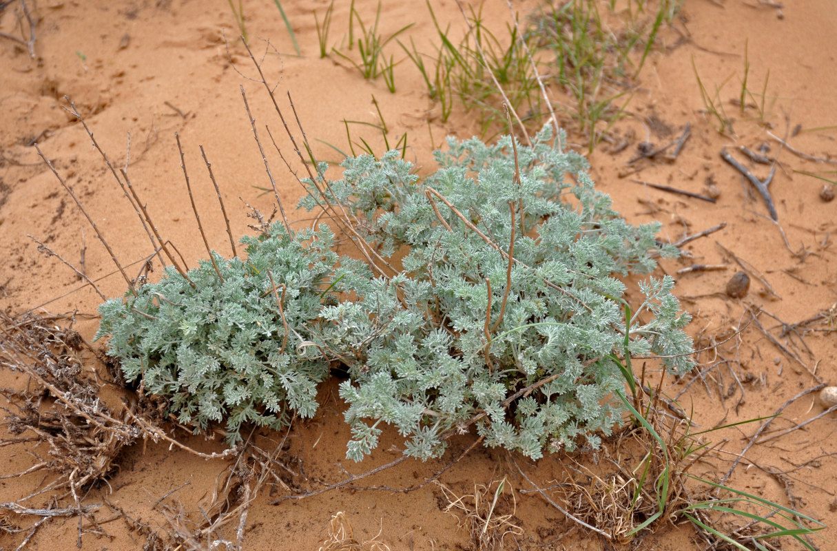 Image of genus Artemisia specimen.