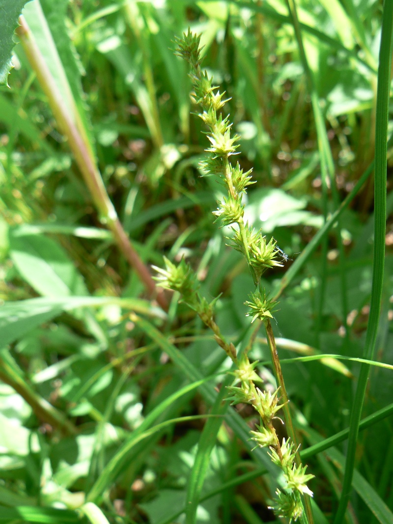 Image of genus Carex specimen.