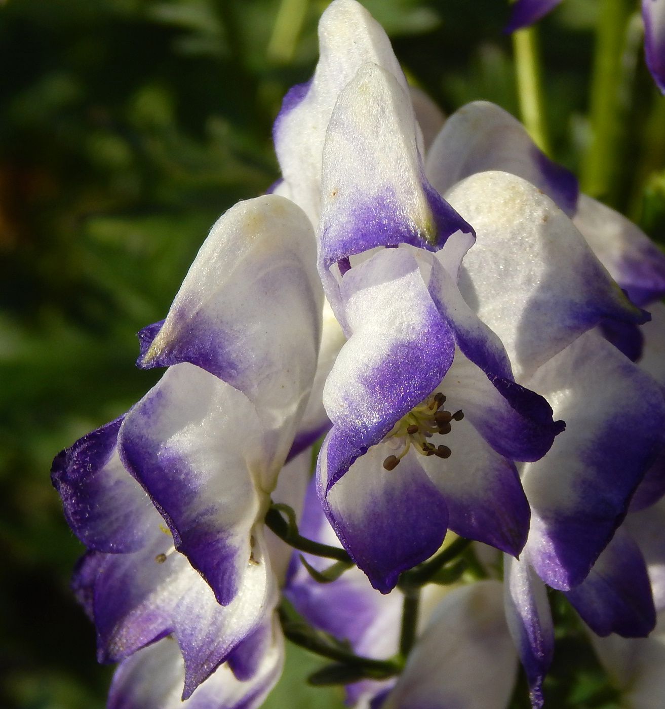 Image of Aconitum &times; stoerkianum specimen.