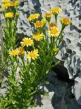 Limbarda crithmoides. Верхушка цветущего растения. Испания, Астурия, муниципалитет Газон, берег Бискайского залива, скалы. Июль.