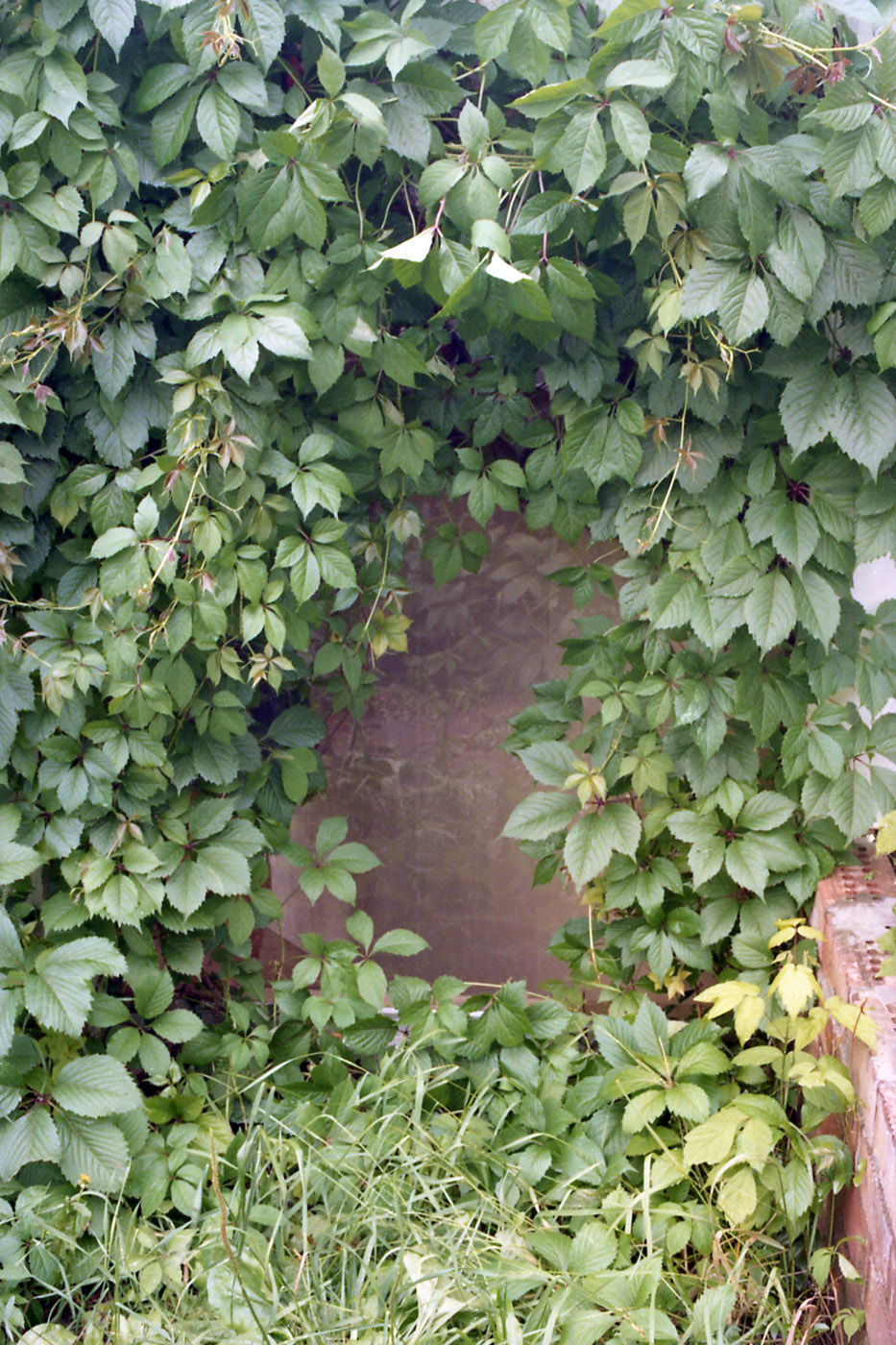 Image of Parthenocissus quinquefolia specimen.