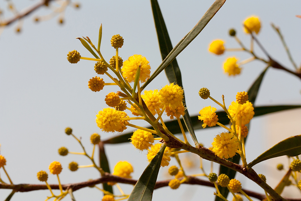Image of Acacia saligna specimen.
