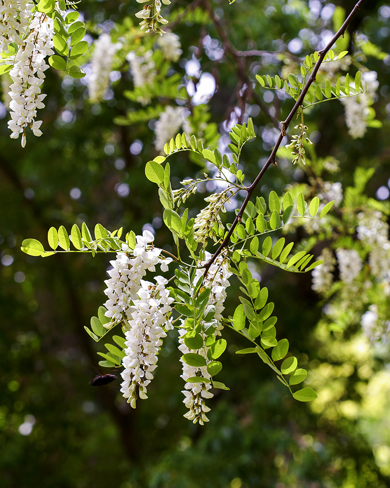 Image of Robinia pseudoacacia specimen.