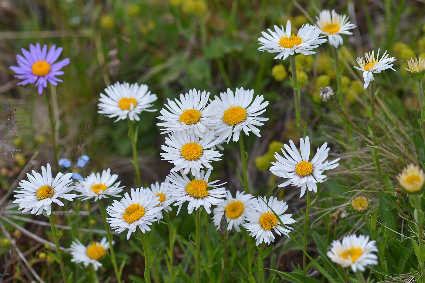 Image of Aster alpinus specimen.