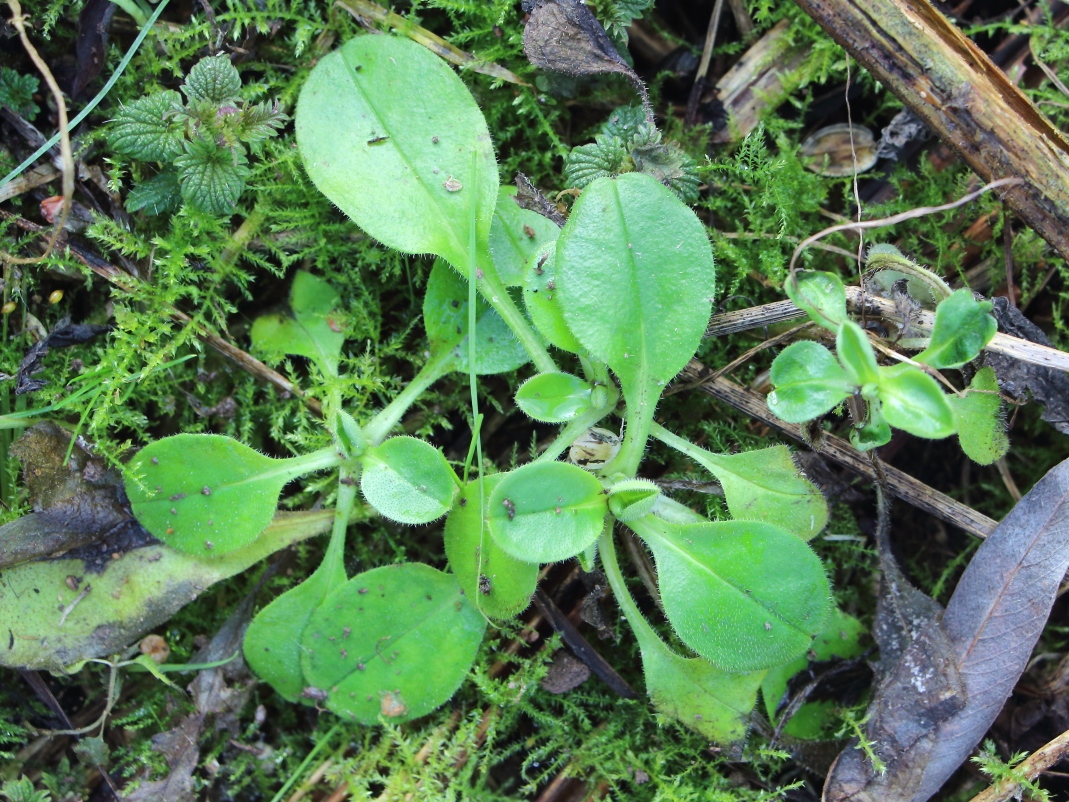 Image of Myosotis pseudovariabilis specimen.